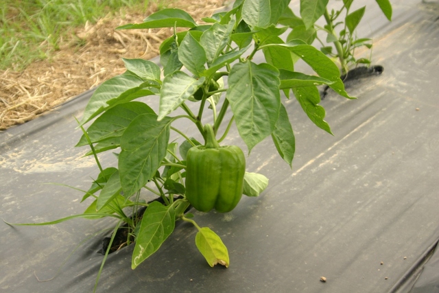 Orion_bell_peppers_09